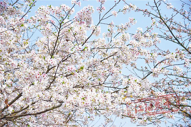 春三月 美酒城 醉一场花开漫天，江阳区丹林花朝节启幕(图4)