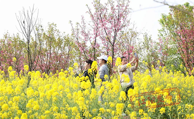 春三月 美酒城 醉一场花开漫天，江阳区丹林花朝节启幕(图5)