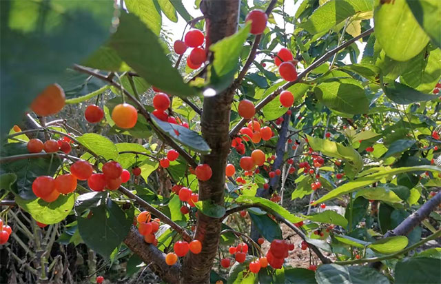 泸州：水果采摘正当时！坐上公交轻松到达