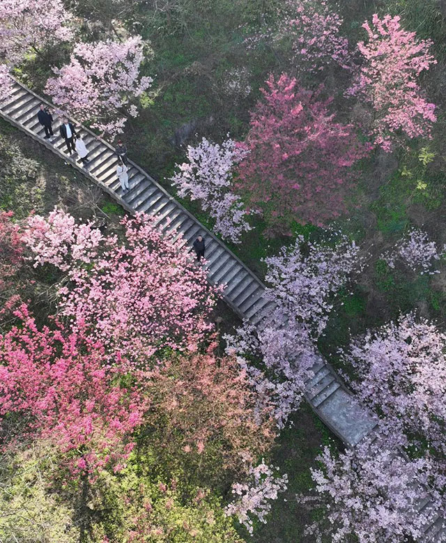 江阳区丹林樱花开了！坐公交赏早樱，出行攻略看这里