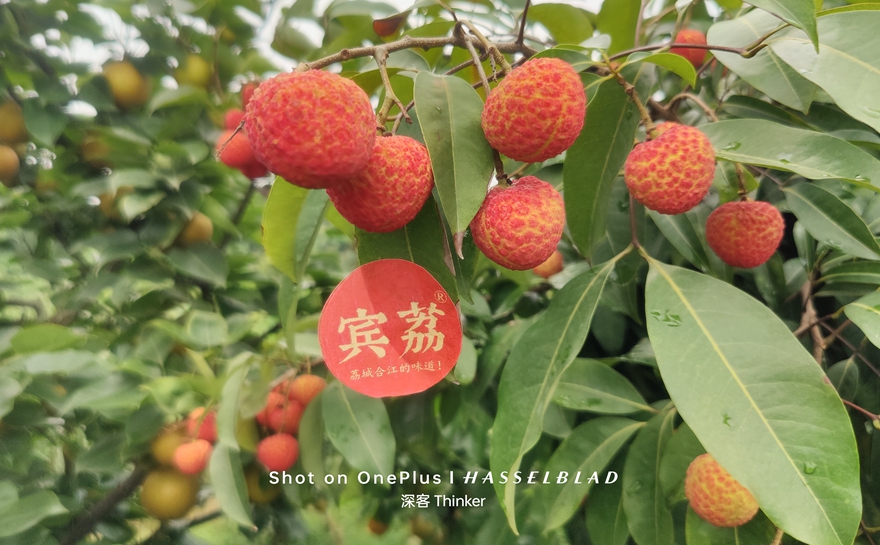 正果荔枝征名活动结果出炉