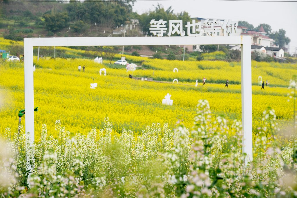 花开六载,香飘四方:泸县谭坝菜花节今日开幕,绘就“农文旅商”融合新画卷
