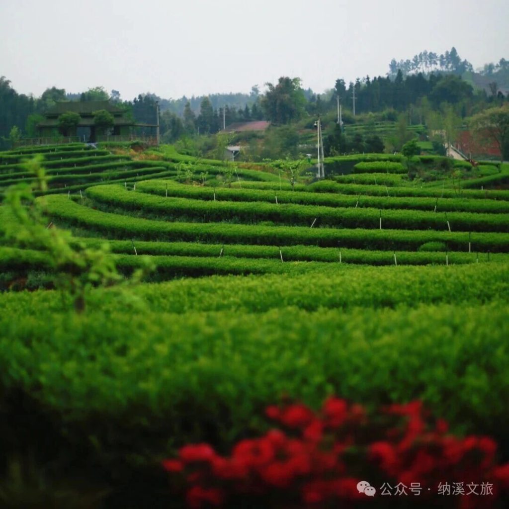 酒城好物 | 泸州本土抹茶店茶夕茉语拿下商标